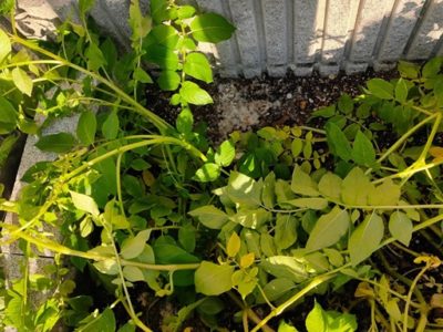 ジャガイモ19 ６ 肥料がカビ生える ご機嫌なプランター菜園